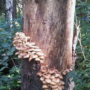 Где и когда растут осенние опята: как быстро вырастают, чем простимулировать рост луговых грибов