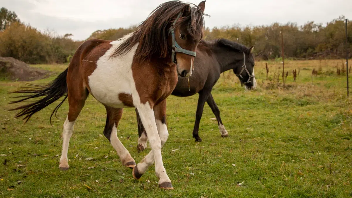 Пони: породы лошади, сколько живут и какие бывают