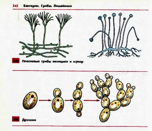 Плесневые грибы и дрожжи. строение плесневых грибов :: syl.ru
