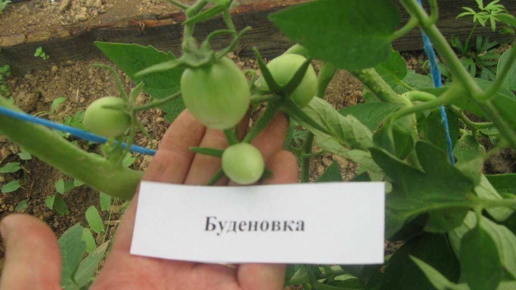 Томат Буденовка Отзывы Фото Урожайность