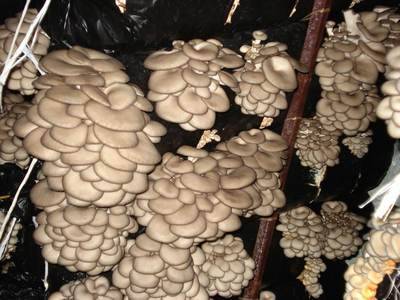 Как вырастить вешенки с нуля в домашних условиях: с чего начать и какая технология выращивания грибов в квартире?