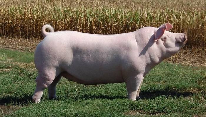 Рекомендации по измерению веса свиней в разном возрасте