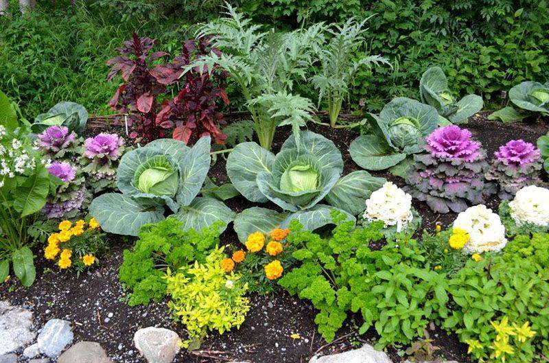 Соседство овощей в огороде таблица, совместимость культур, фото и видео