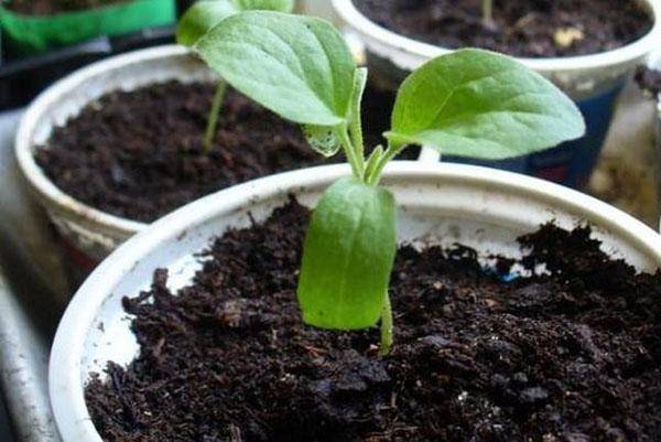 Хитрости садоводов – как вырастить маргаритки из семян