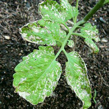 Причины появления и способы устранения белых пятен на листья рассады томатов - мое село