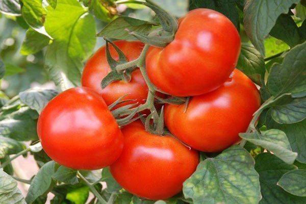 Томат "кострома": описание и характеристики гибридного сорта помидор, рекомендации по выращиванию, фото-материалы русский фермер