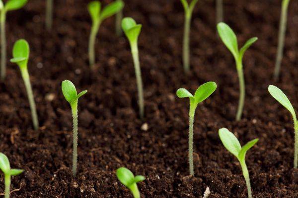 Как сажать капусту семенами в открытый грунт: сроки и можно ли замачивать зерна сразу перед посевом, как прорастить, через сколько дней взойдут, какая глубина посадки?