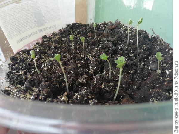 Выращивание рассады капусты с пикировкой