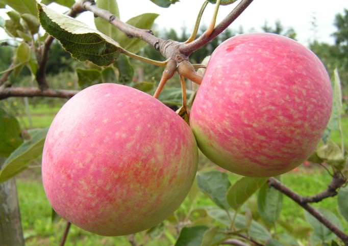Яблоня сладкая нега: описание сорта, фото, отзывы