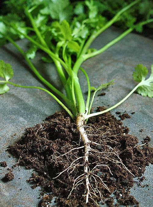 Правила выращивания петрушки на подоконнике из семян: что нужно знать для получения хорошего урожая?