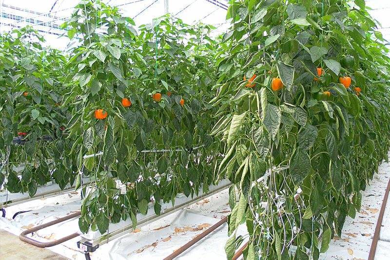Уход за перцем в теплице из поликарбоната: выращивание и посадка в парнике правильно, видео