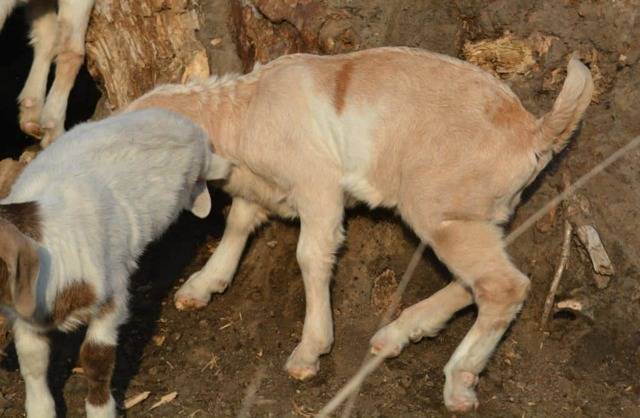Заболевания молочной железы коз – виды, методы лечения