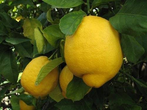 Выращивание комнатного лимона: нюансы и советы специалистов