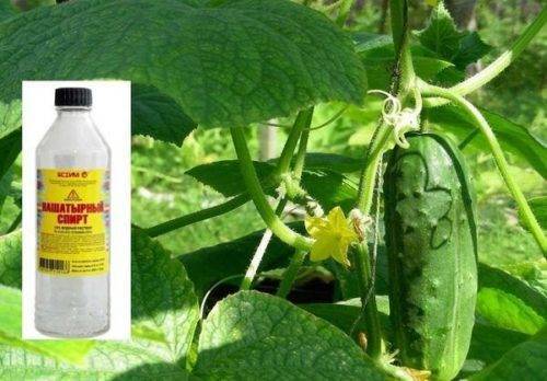 Применение нашатырного спирта для растений