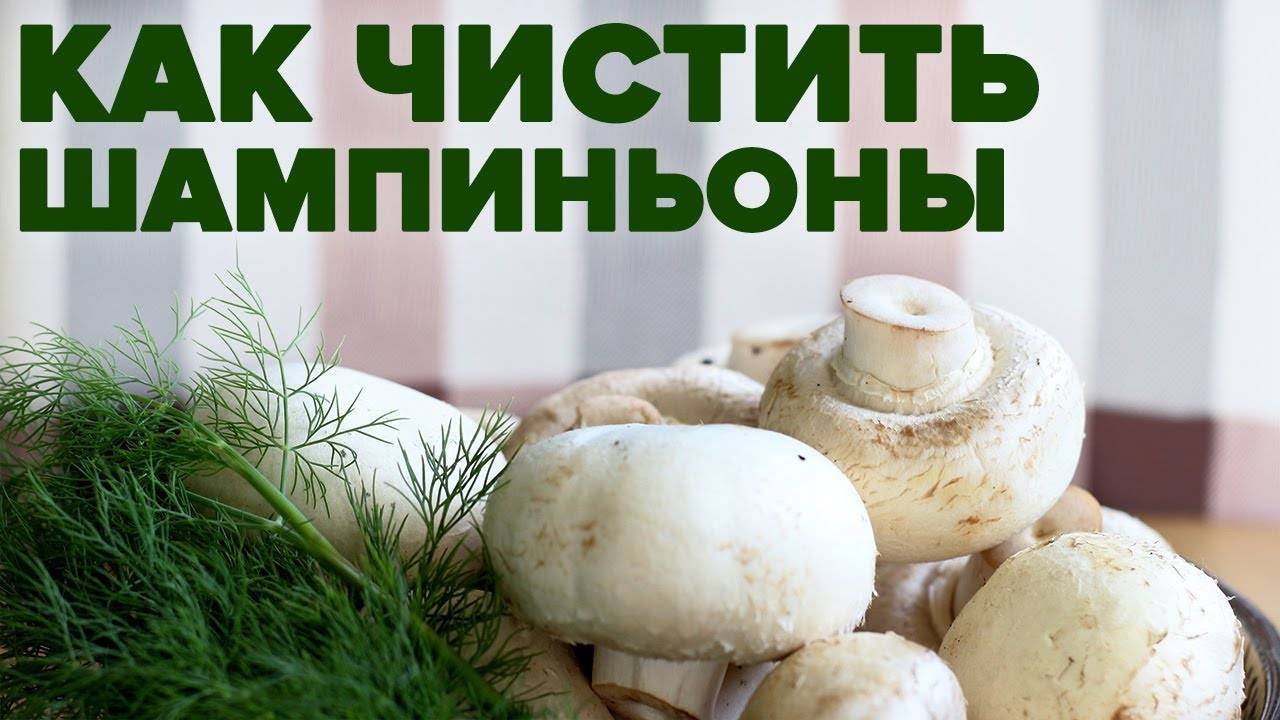 Как чистить белые грибы, как обработать и готовить