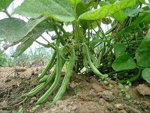 Как вырастить стручковую фасоль в открытом грунте - сорта, выращивание рассады, уход, сбор урожая
