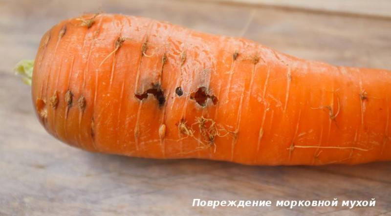 Вредители Моркови И Борьба С Ними Фото