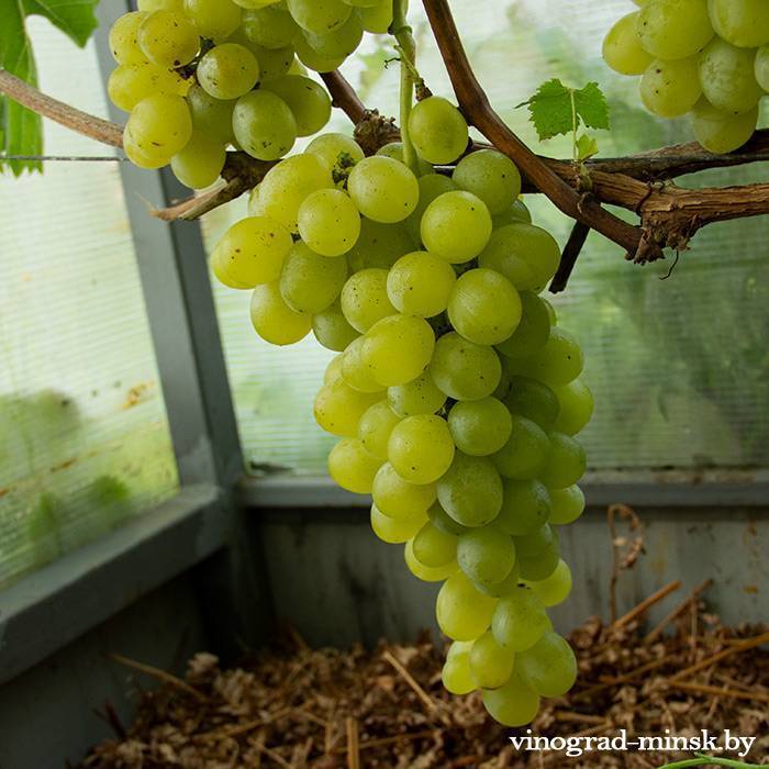 Антоний великий: описание, выращивание и хранение винограда