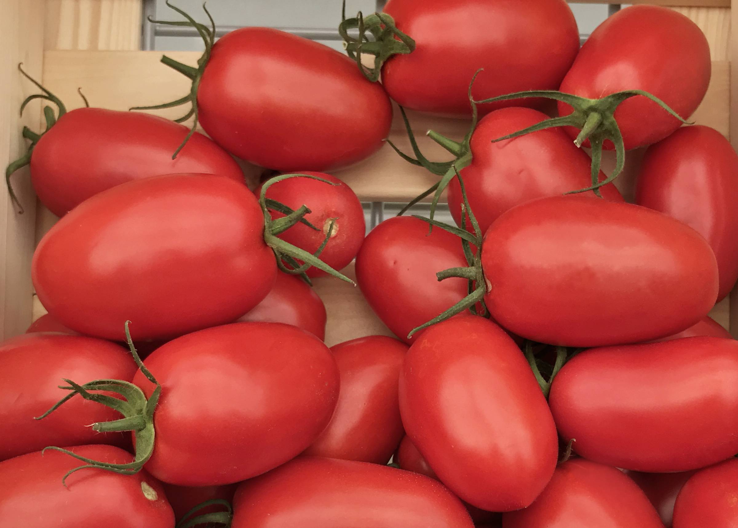 Характеристика сорта томатов Торквей