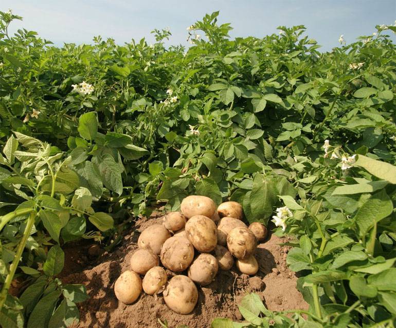 Урожайные сорта картофеля для средней полосы России