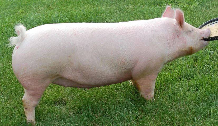 Спаривание свиней: когда и как случать правильно