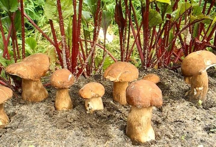 Выращивание грибов на даче и в огороде