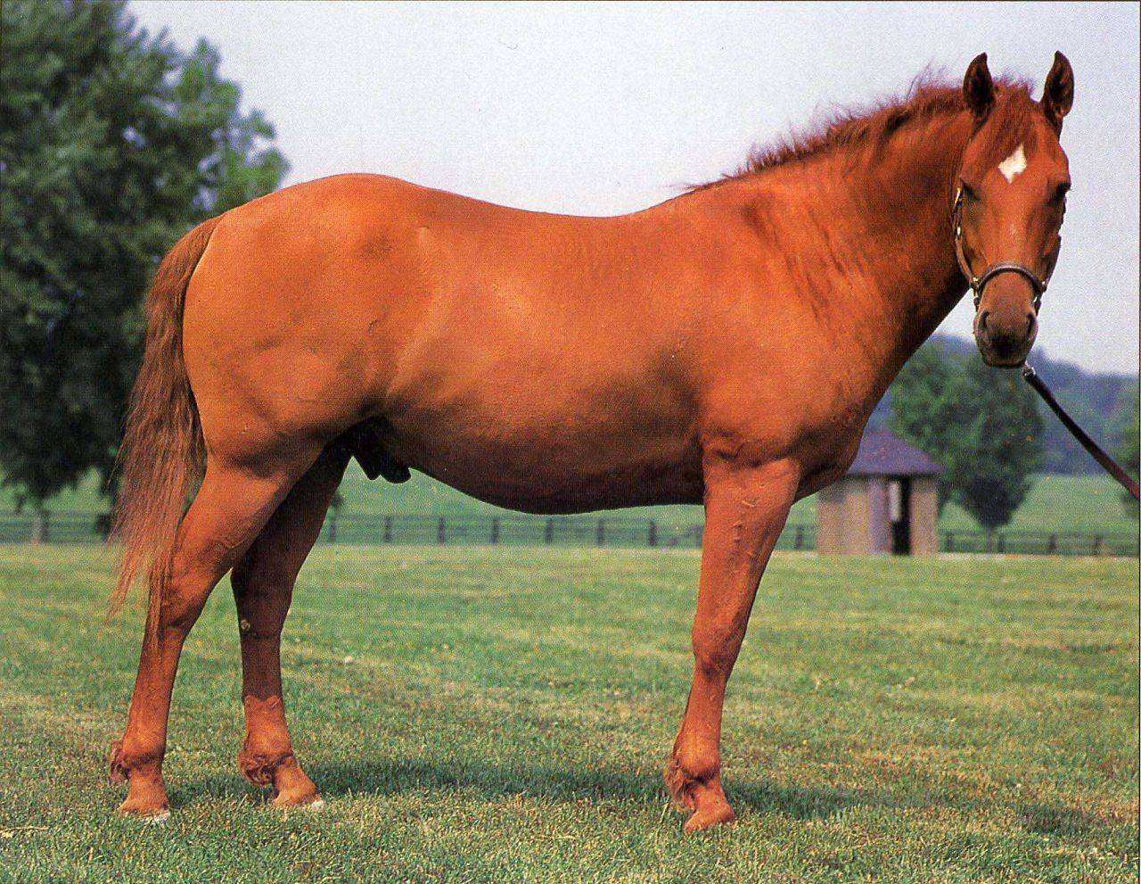 Обзор башкирской породы лошадей, ее описание и фото
обзор башкирской породы лошадей, ее описание и фото