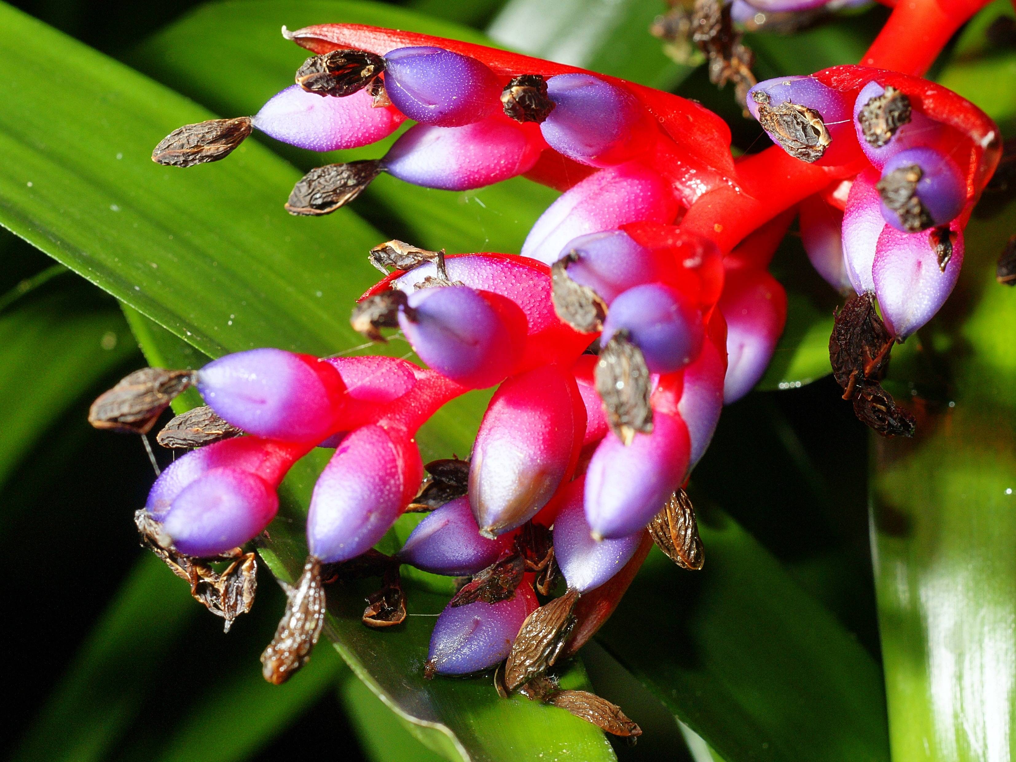 Домашний цветок эхмея – основы ухода для обильного цветения
