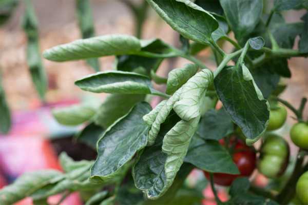 Почему закручиваются листья у помидор: решаем проблему