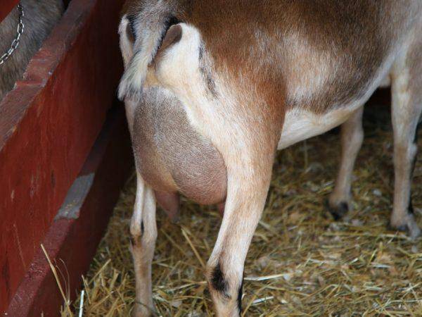 Разбираемся, почему у козы после окота нет молока. коза после окота дает мало молока — что делать?