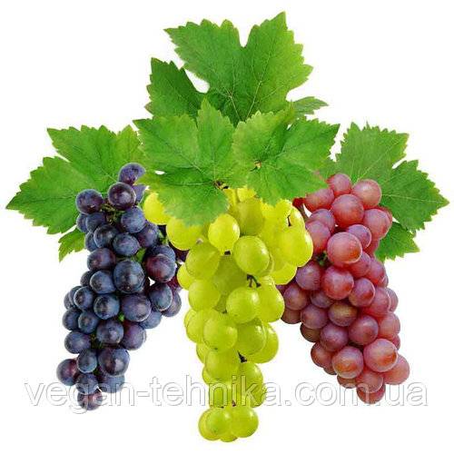 Экстракт кожицы винограда: польза для сосудов