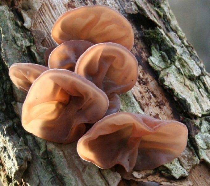 Сколько варить китайские древесные грибы?