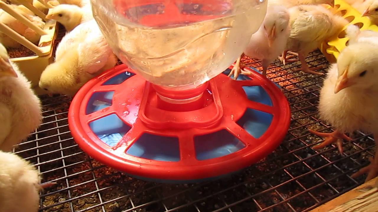 Суточные цыплята: чем кормить и какие условия нужны для содержания?