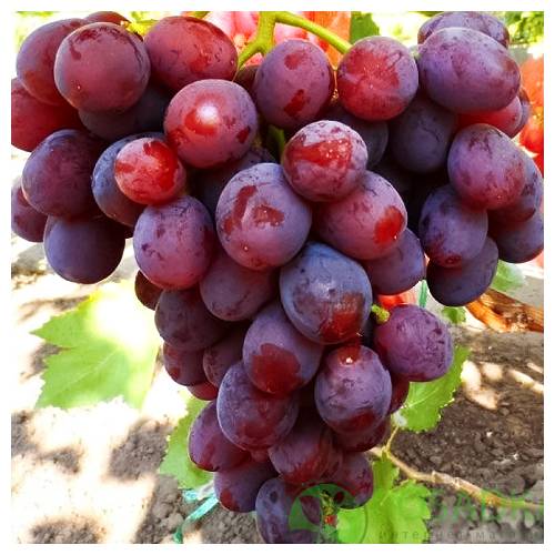Описание и история сорта винограда заря несветая, выращивание и уход