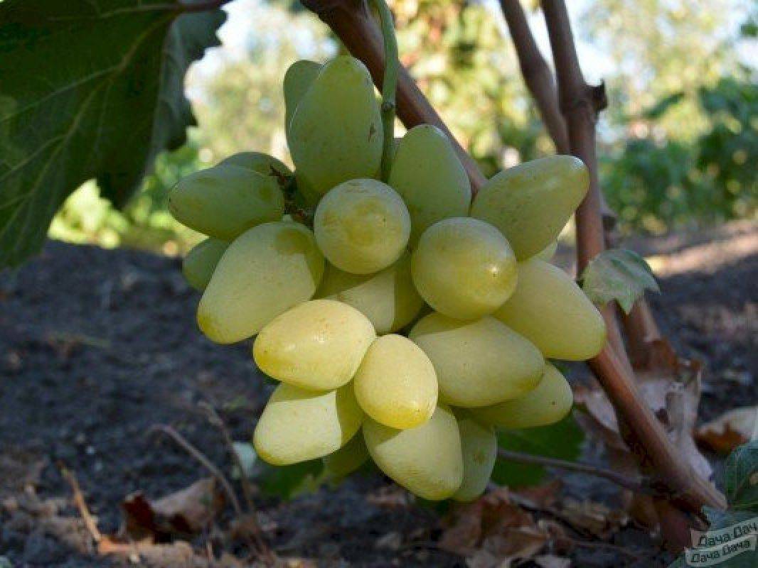 Виноград "алекса" характеристика гибридной формы, описание достоинств и особенностей сорта