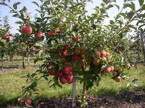 Что такое подвои для яблони