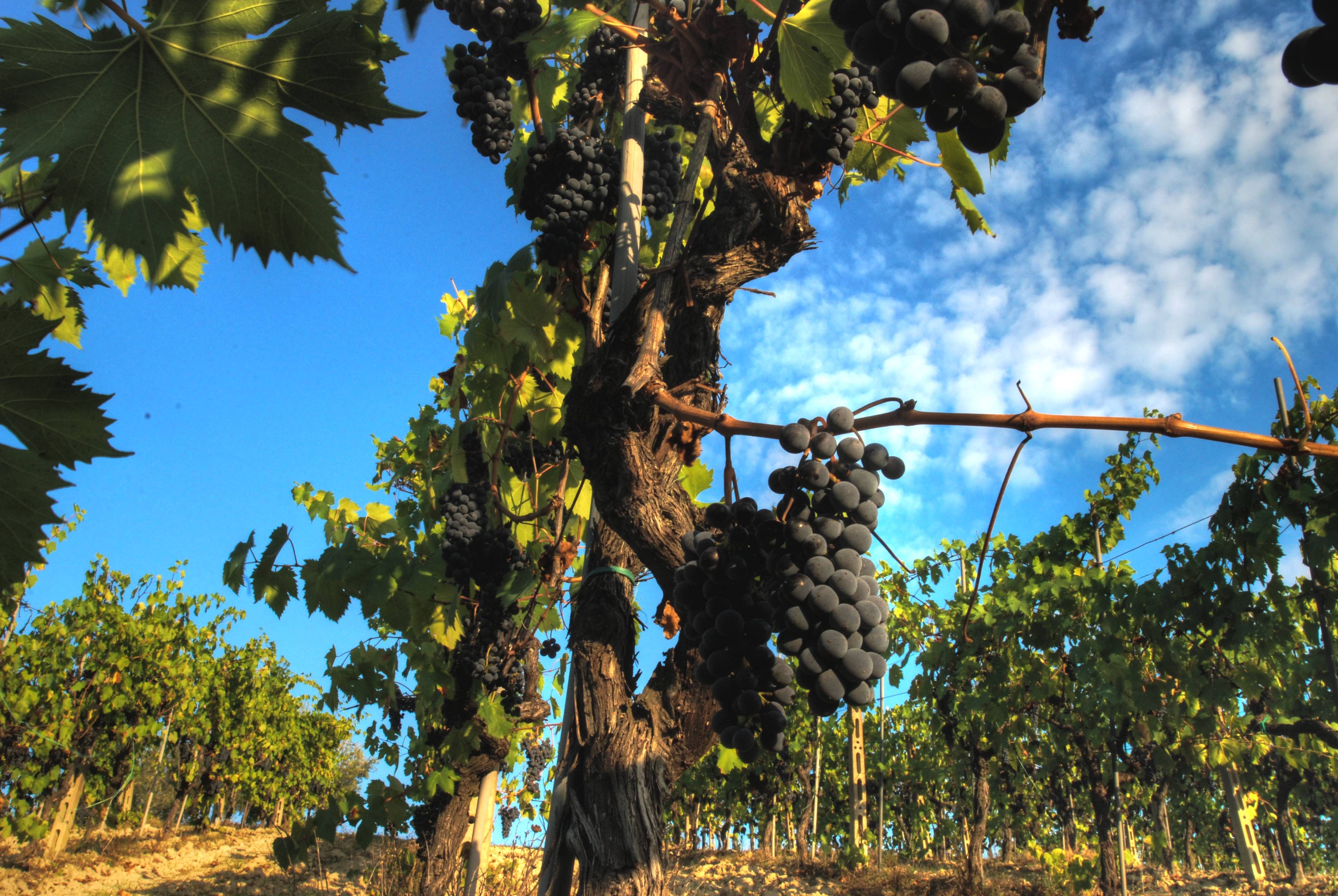 Виноград сицилия: описание сорта, фото, отзывы