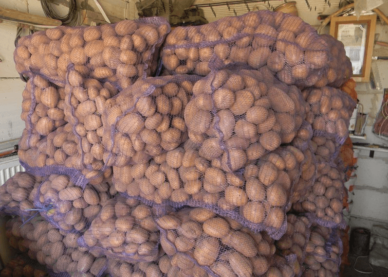 Картофель «ласунок» - описание сорта, отзывы, выращивание и уход