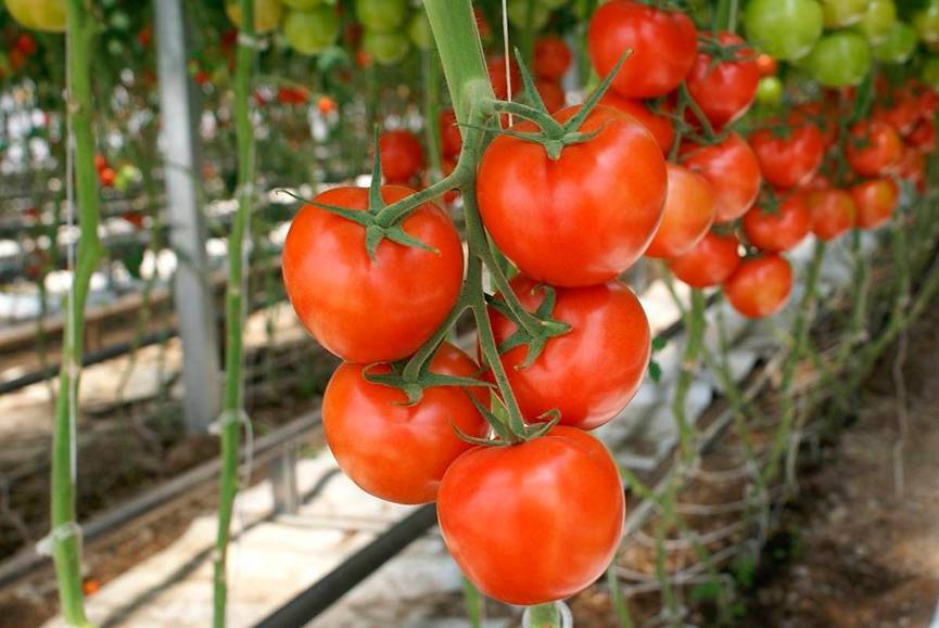 Характеристика томатов сорта бабушкин подарок