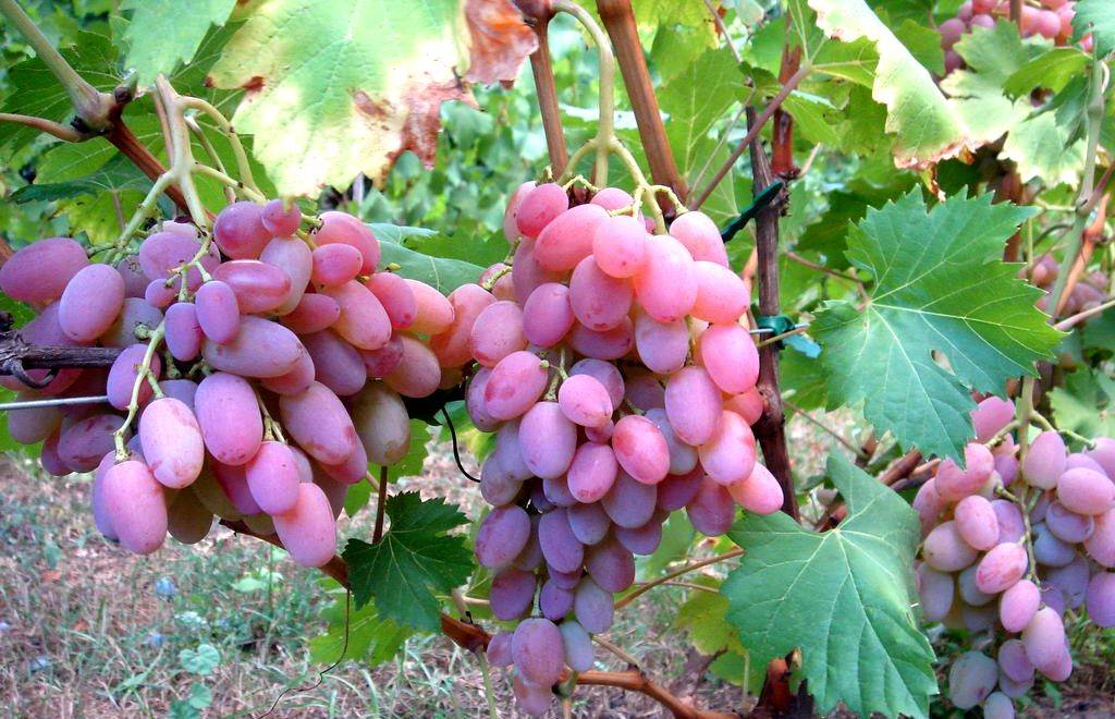 Виноград блек гранд - мир винограда - сайт для виноградарей и виноделов