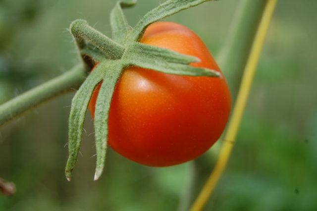 Томаты "лентяйка": описание сорта, фото помидоров, основные характеристики русский фермер
