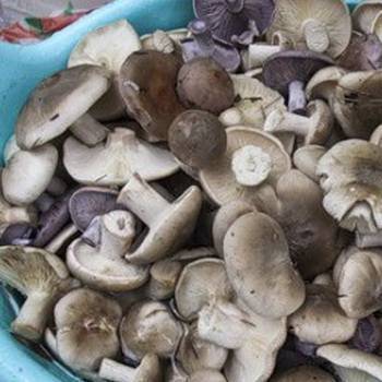 Рядовка тополевая: приготовление, рецепты с топольками, как засолить грибы рядовки