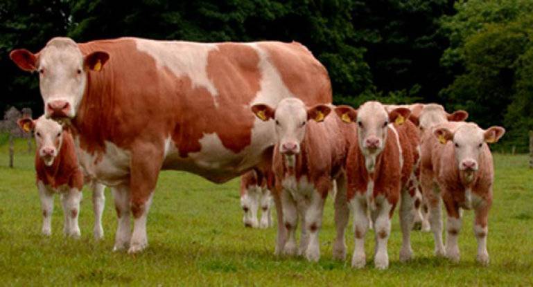 Вес коровы в среднем после убоя: выход чистого мяса