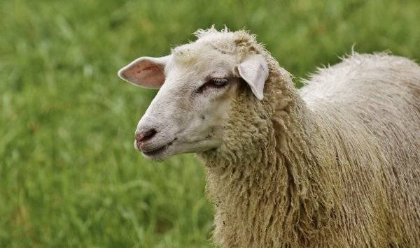 Что такое брадзот овец и чем он опасен: диагностика и лечение заболевания