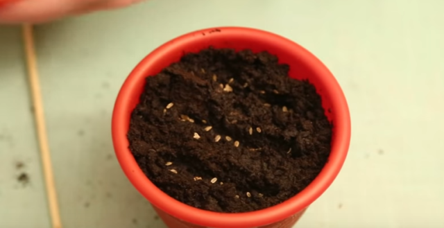 Как вырастить укроп на подоконнике из семян в домашних условиях