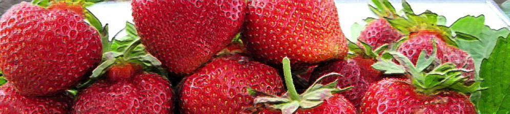 Эта удивительная ягода — садовая земляника мармелада