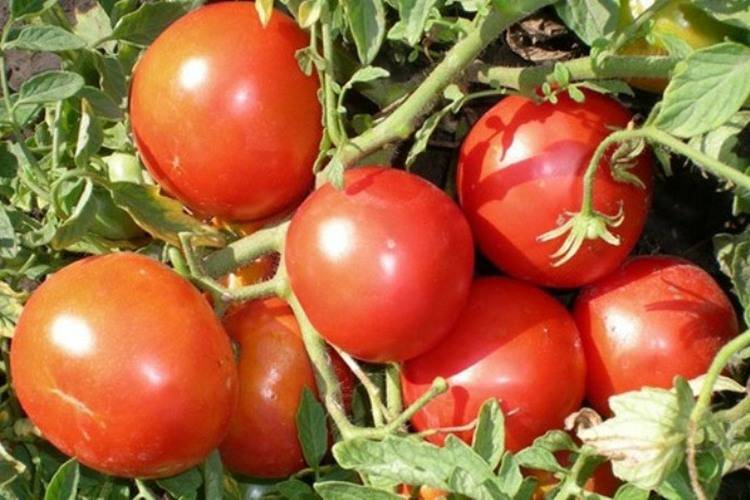 Низкорослый сорт для дачников-новичков – томат «монгольский карлик»: описание сорта и отзывы о его выращивании