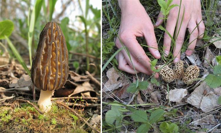 Сбор грибов: сроки в россии, украине, правила сбора, как и где искать грибы в лесу, ядовитые, зимние виды, правила первичной обработки