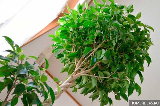 Фикус кинки: как хаживать за растением дома