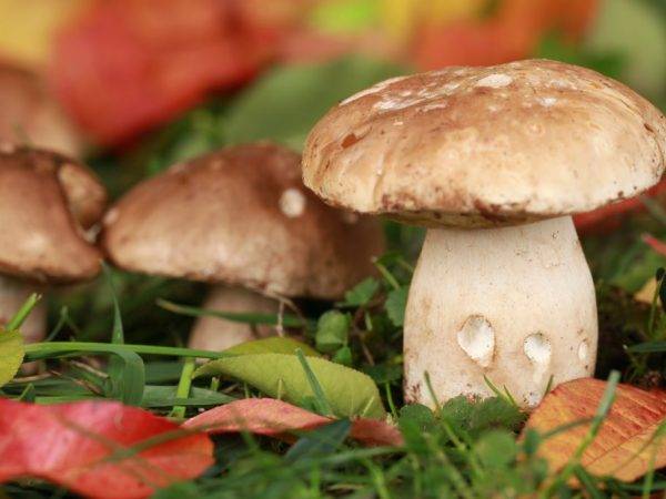 Съедобные грибы: виды, названия, калорийность и полезные свойства | food and health